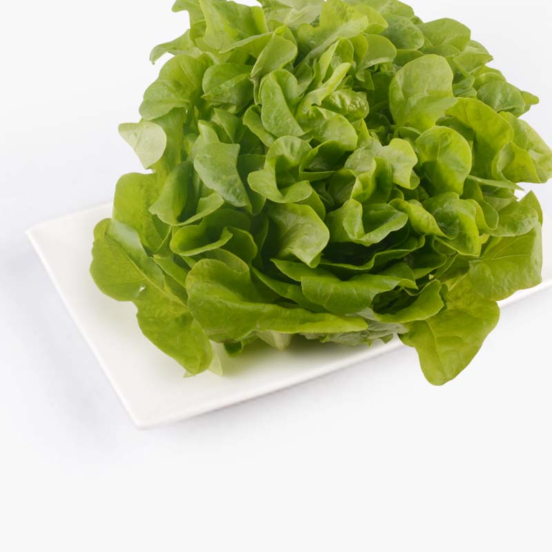 aqua green green oakleaf lettuce 120g