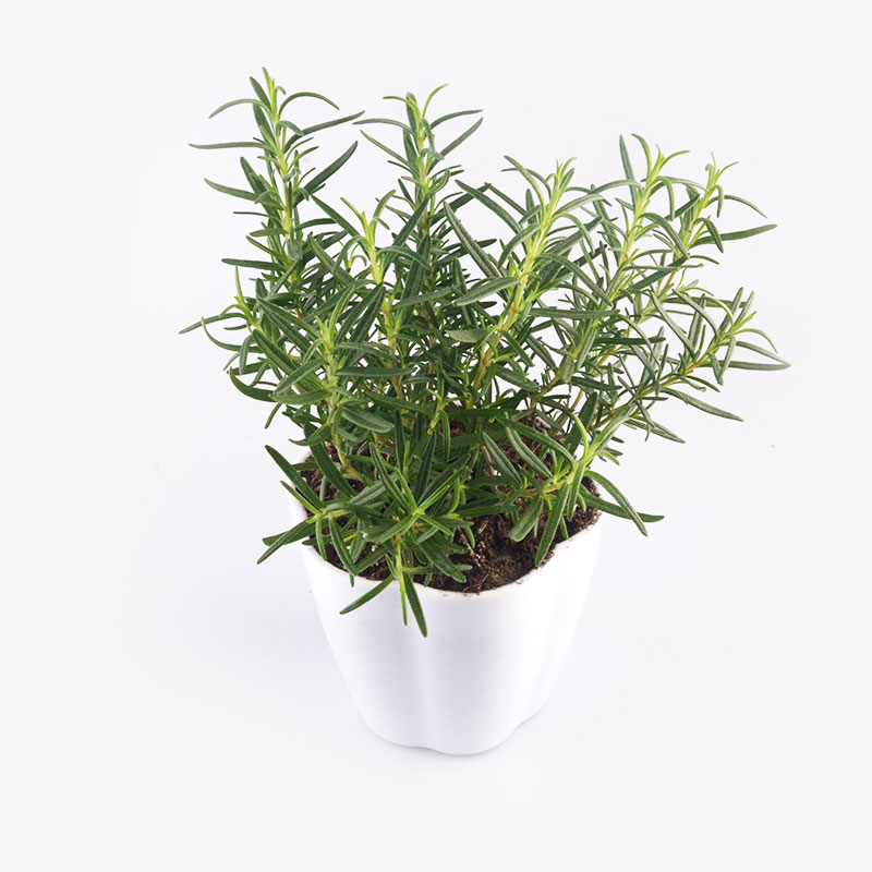 Potted Rosemary Plant x1